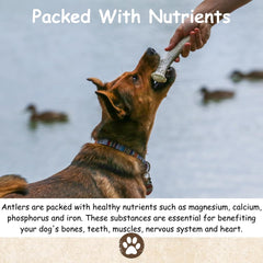 Top Dog Chews cuernos naturales de alce y ciervo, variedad de formas.