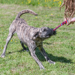 Tug-E-Nuff WondaBaa, área de mordida, mordida suave para perros de todas las edades.