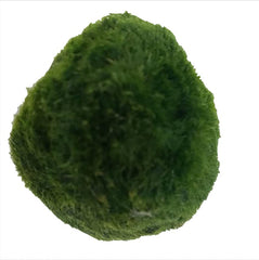 USRUTIUD bolas de algas verdes decoradas para acuario, decoración natural y vibrante