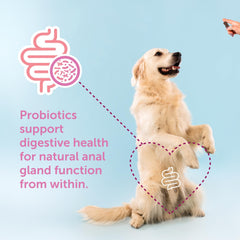 Gland-Ease perro masticando, uso diario para apoyo regular