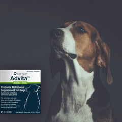 Mezcla Vet One Advita en la comida del perro para promover el equilibrio intestinal.