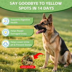 VivaElixir gotas mezcladas en comida, apoyan digestión y confort urinario
