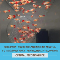Vorenzyme peces pequeños comiendo artemia: ejemplo de consumo en acuario.