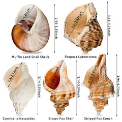 WeDoSoy conchas naturales grandes, apertura 1.6 a 2.7 pulgadas, opción de alojamiento cómodo.
