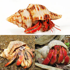 WeDoSoy conchas grandes para artesanía y exhibiciones marinas en mesa.