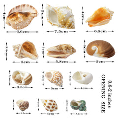 Conchas WEOXPR en tallas 1 a 3 pulgadas para crecimiento natural
