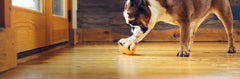 West Paw Qwizl, dispensador de premios para perros, estimula exploración y masticado seguro.