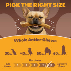 Origen en Texas de las astas WhiteTail Naturals para perros
