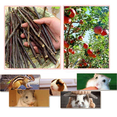 William Craft palitos manzana - madera orgánica sin pesticidas para conejos.