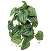 Plantas artificiales WOLEDOE para terrario colgantes, realismo y ocultamiento seguro.