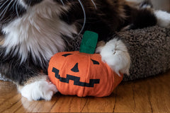 Interior lleno de hierba gatera Yeowww, fomenta el olfato y el juego interactivo