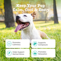 Zesty Paws Calming Chews perro relajado en sala para mayor confort