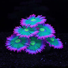 ztohpyo anemona suave iluminacion para acuario mejora la ambientacion