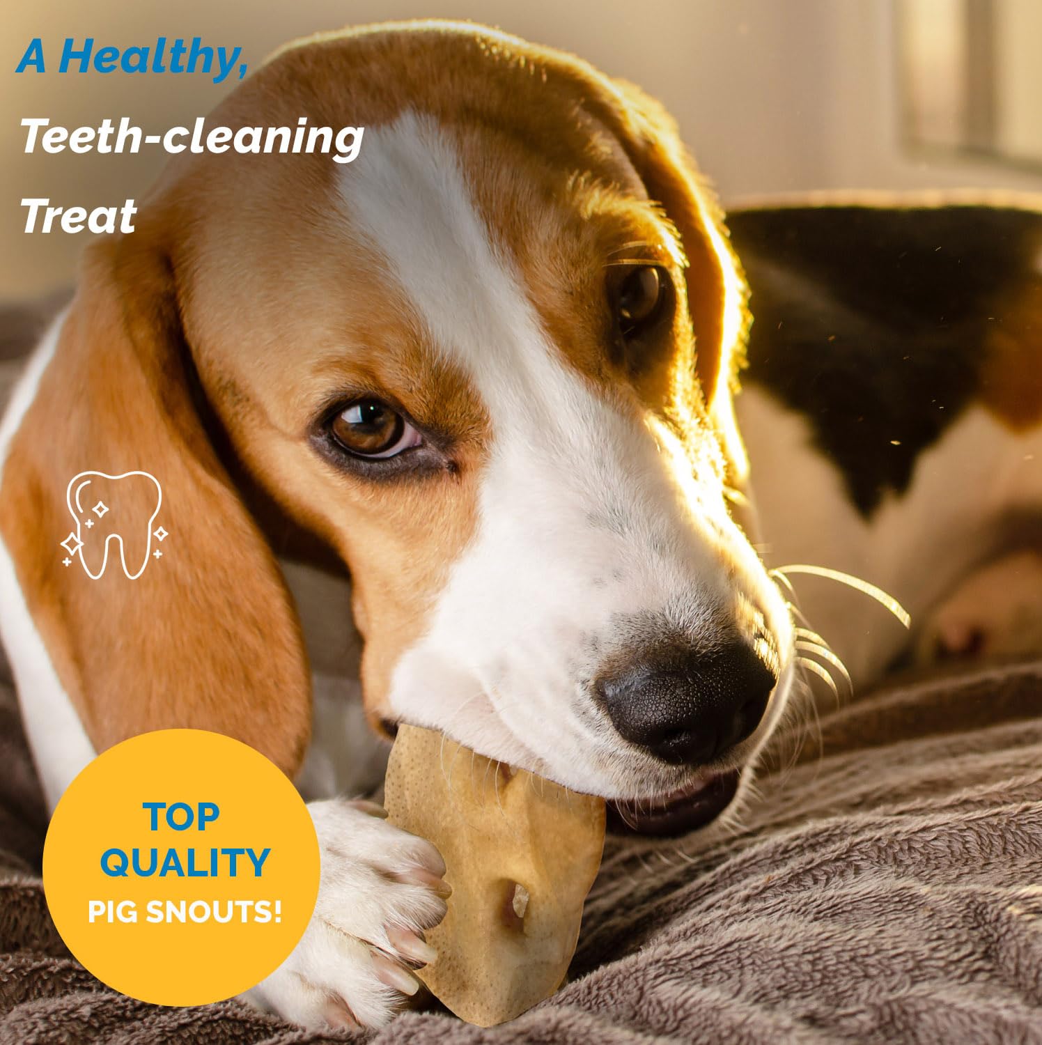Focus dental: hocicos de cerdo para perros, apoyo potencial a la higiene bucal