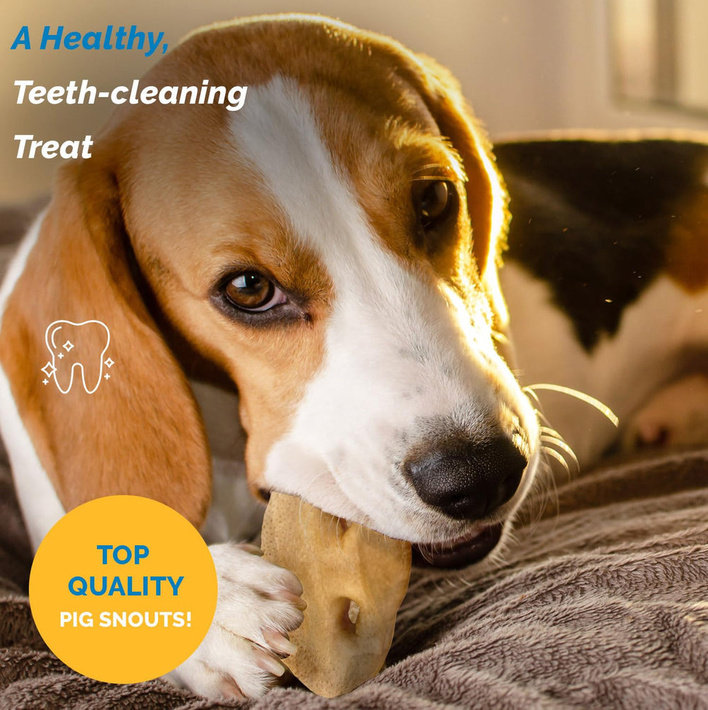 Focus dental: hocicos de cerdo para perros, apoyo potencial a la higiene bucal