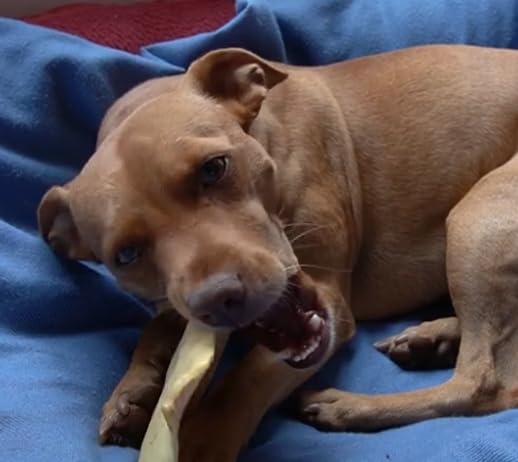 123 Treats uso diario en casa para entretenimiento y cuidado dental.