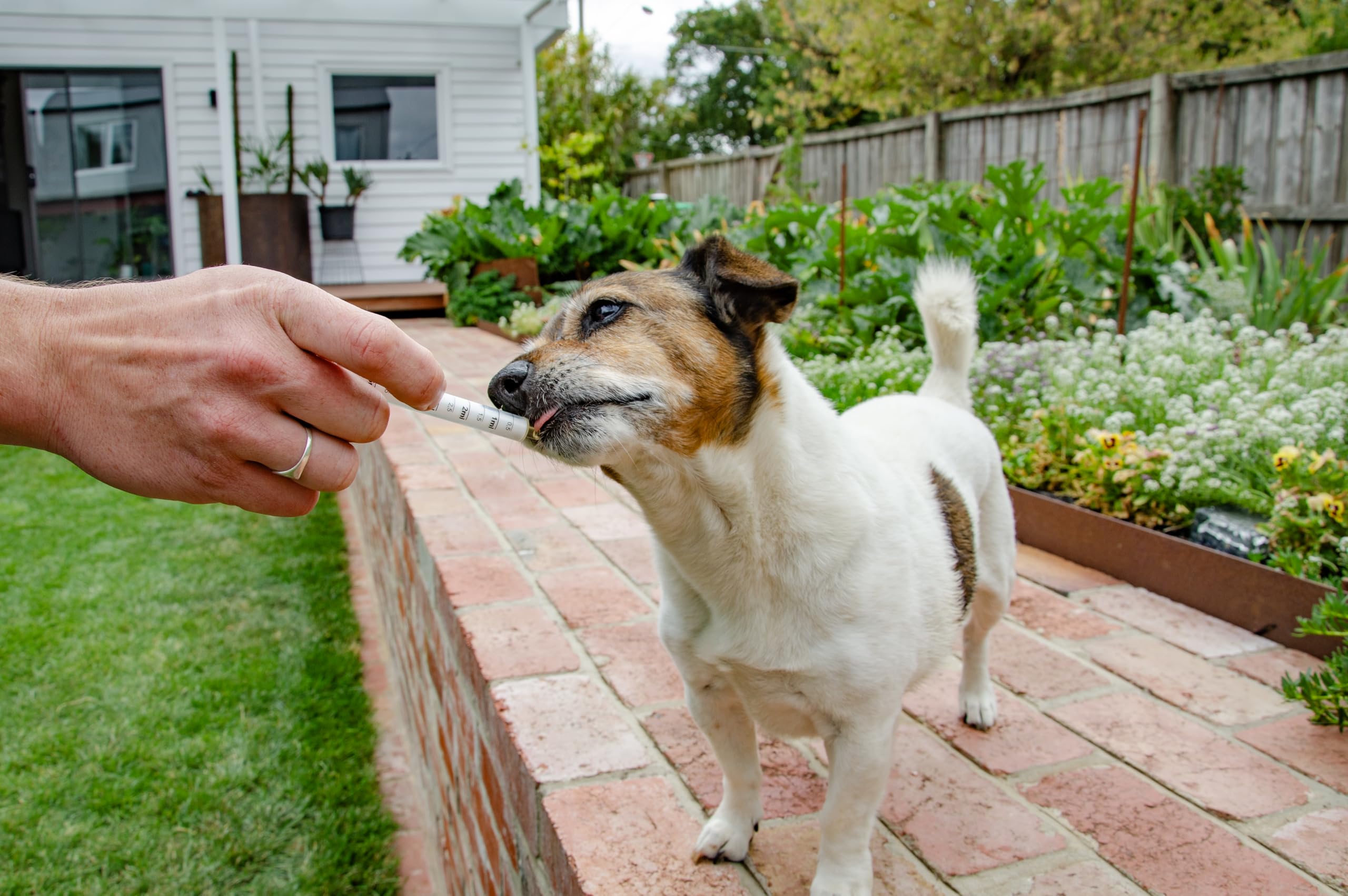 4CYTE Epiitalis Forte: confort articular para perros