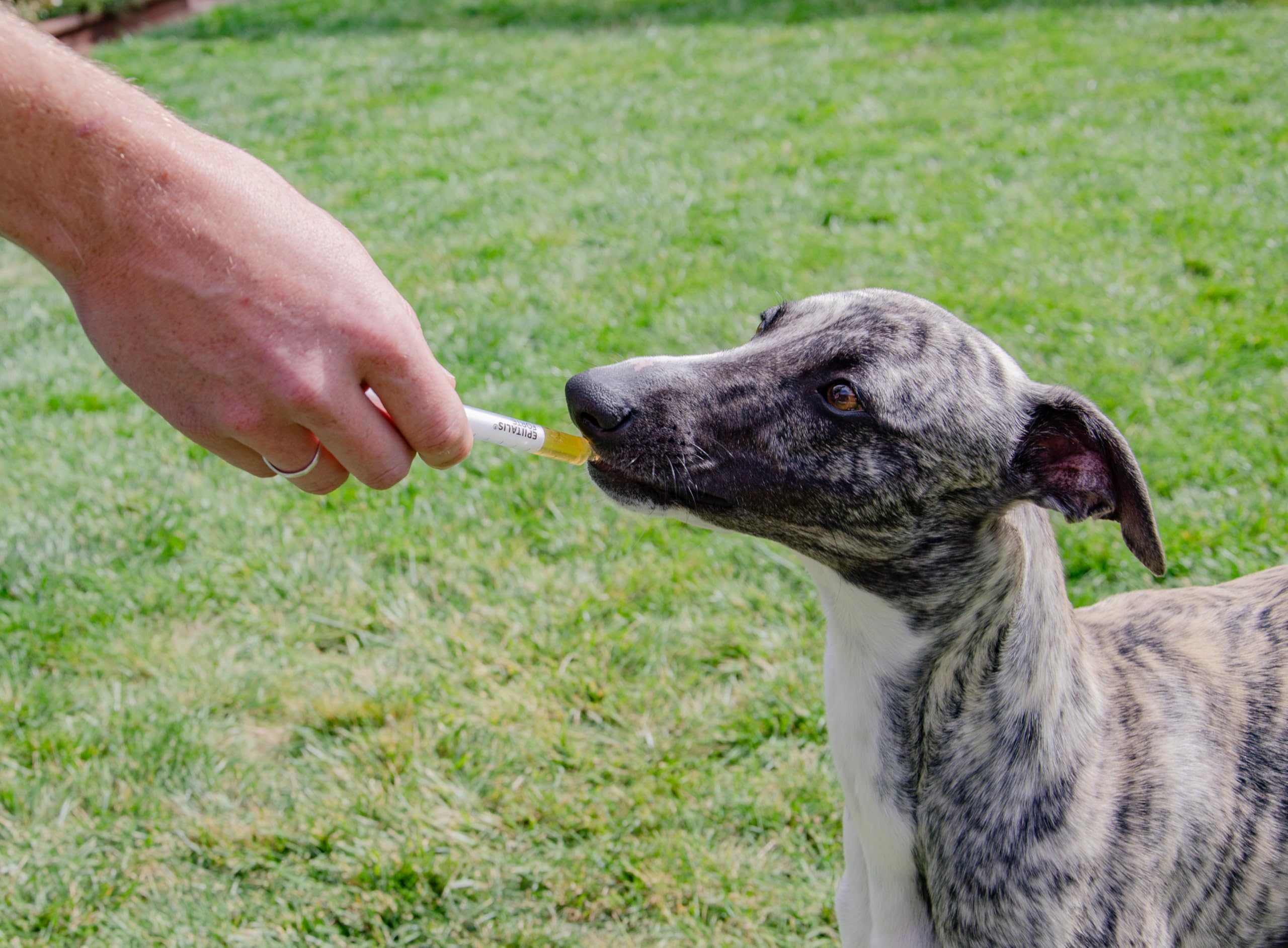 4CYTE Epiitalis Forte: salud del cartílago en perros