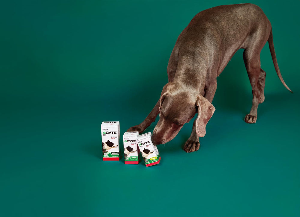Perro relajado tras usar 4cyte Epitialis Forte Gel