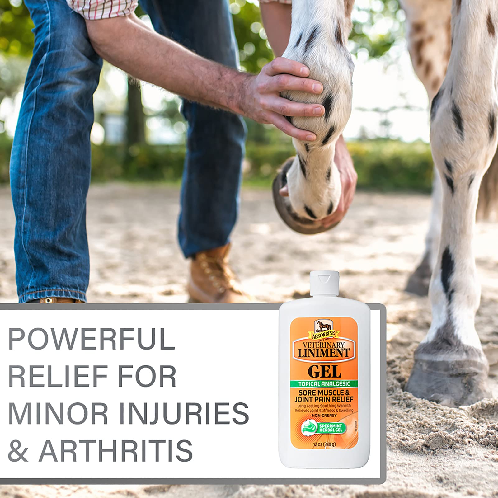 Absorbine Linimento analgésico: uso práctico para caballos tras el entrenamiento.