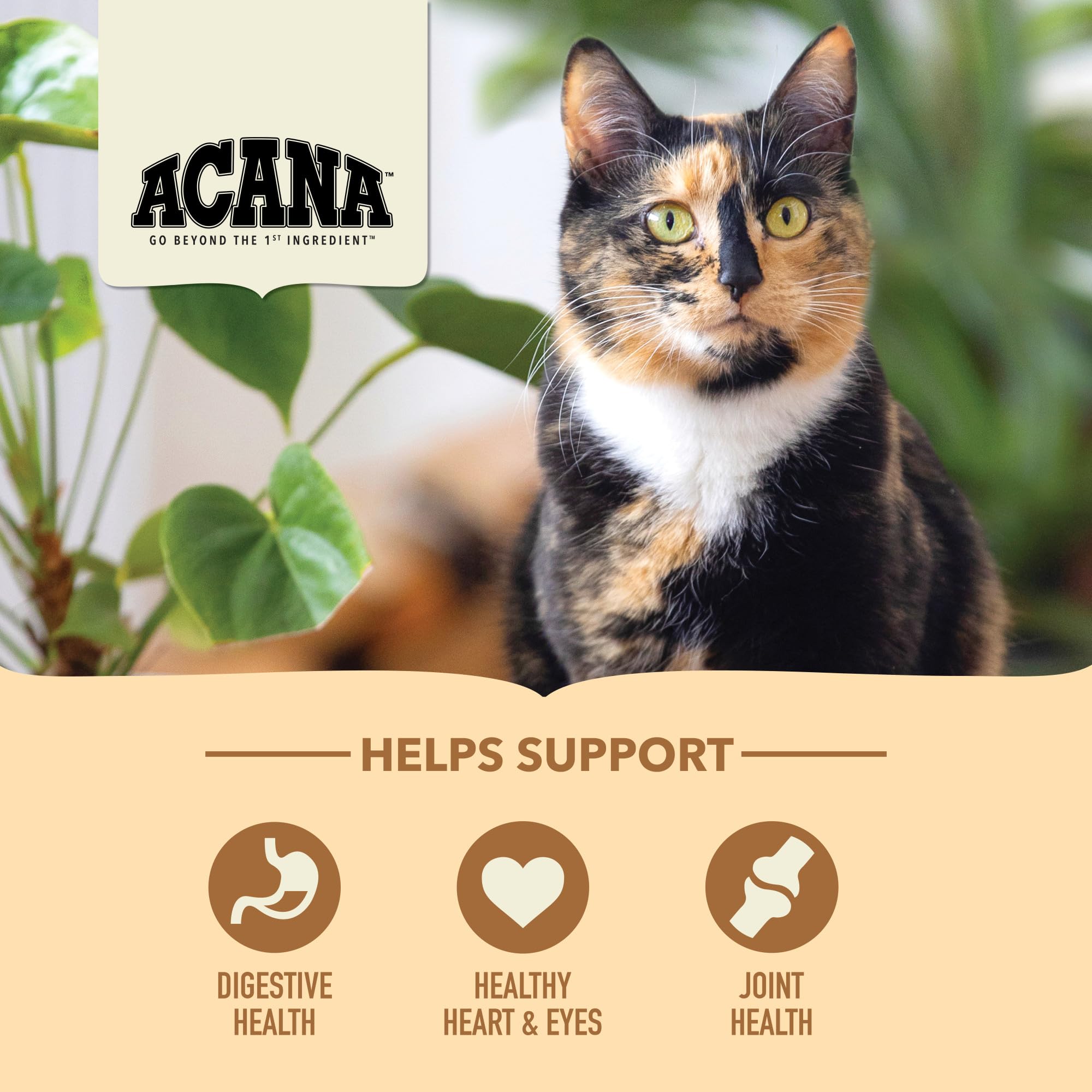 ACANA Senior Entree sin-granos, fórmula libre de granos para gatos de edad avanzada.