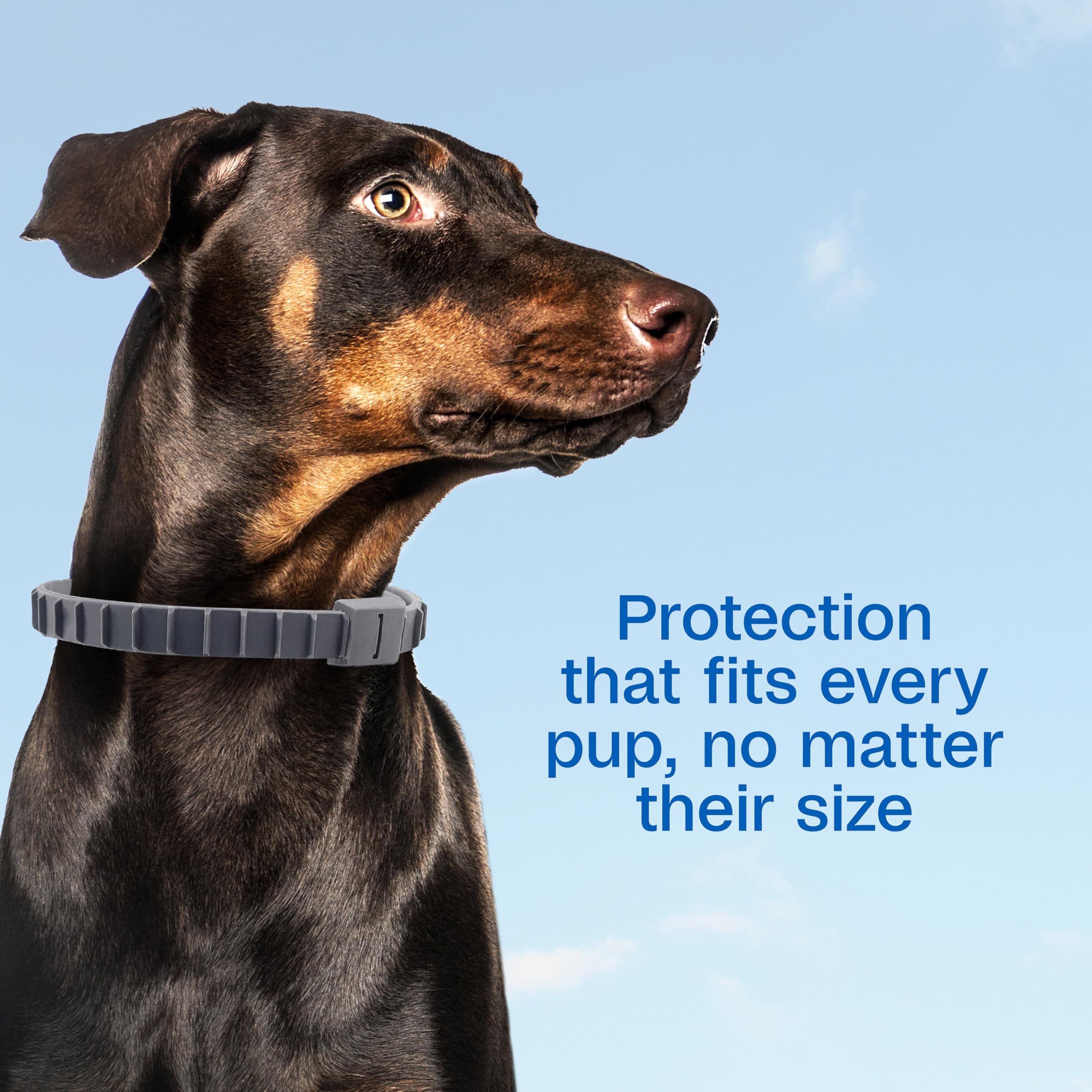 ADAMS collar resistente al agua en perro, ideal para juego.