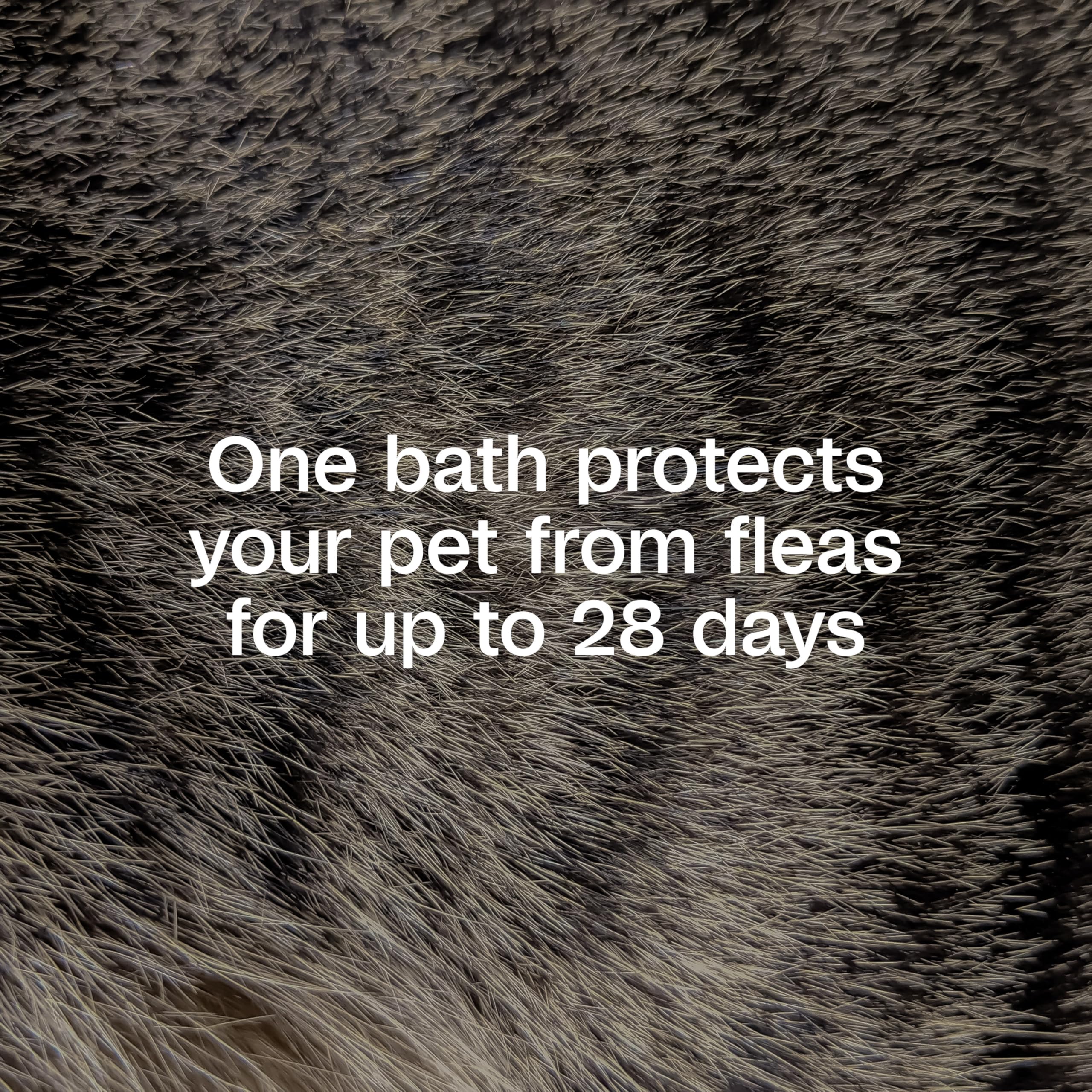 ADAMS Plus aplicación espuma para perro durante baño sin desorden.