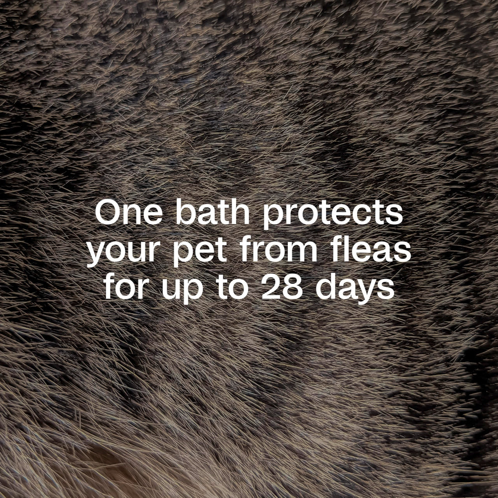 ADAMS Plus Precor IGR label close-up highlights flea life-cycle protection