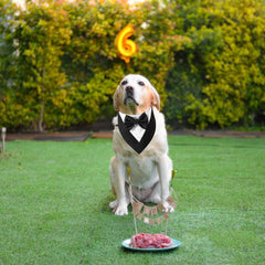 ADOGGYGO bandana blanca y negra ideal para bodas o fiestas