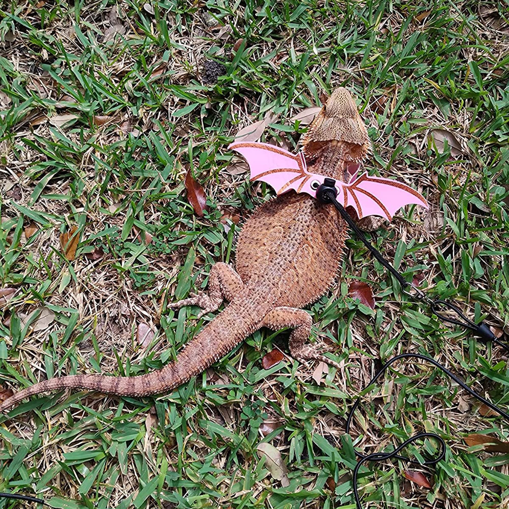 ADOGGYGO correa para dragón barbudo rosada desmontable, ofrece control cómodo