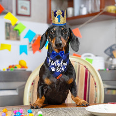ADOGGYGO Sombrero de cumpleaños para perro con números dorados