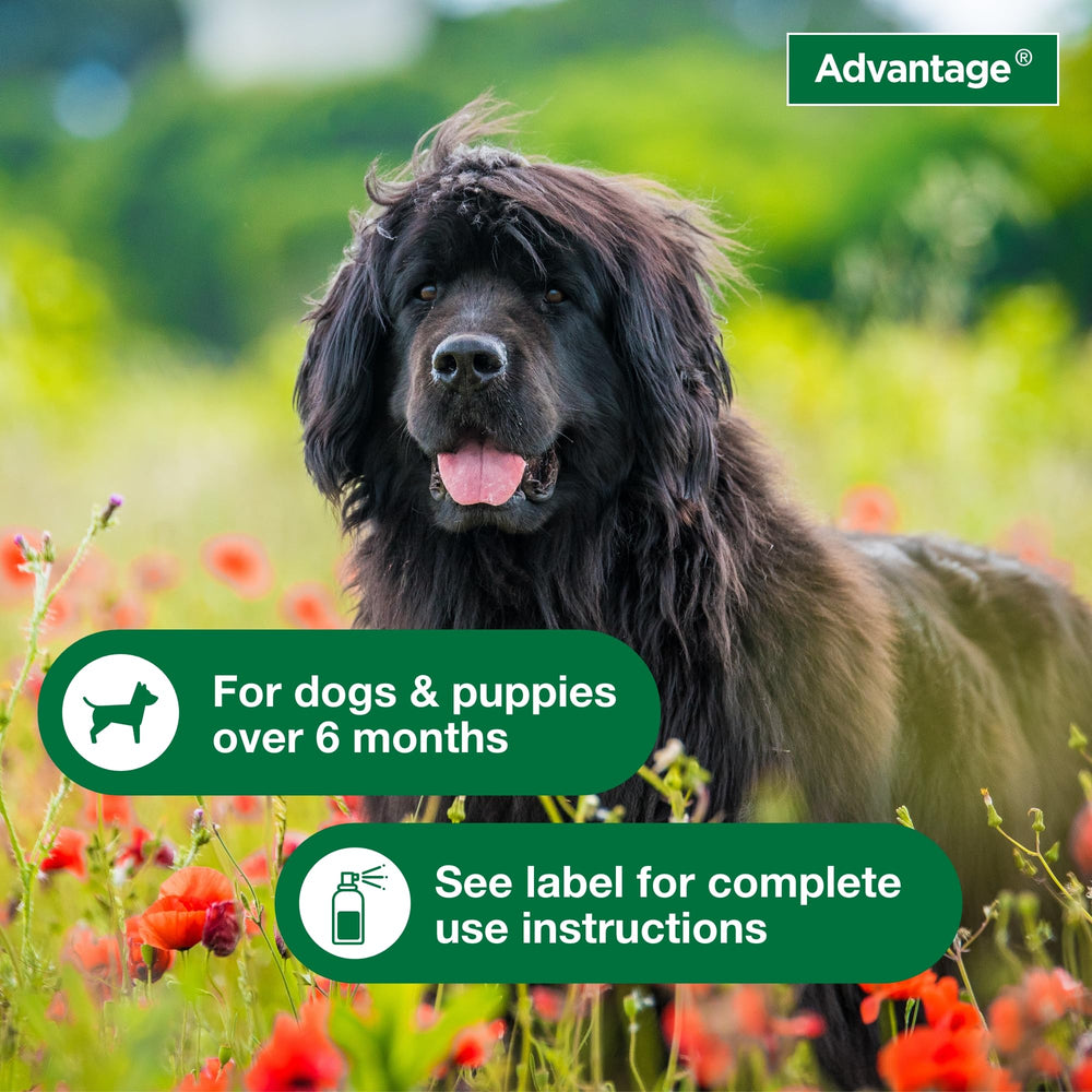 Perros mayores de seis meses: Advantage es apto para su uso.