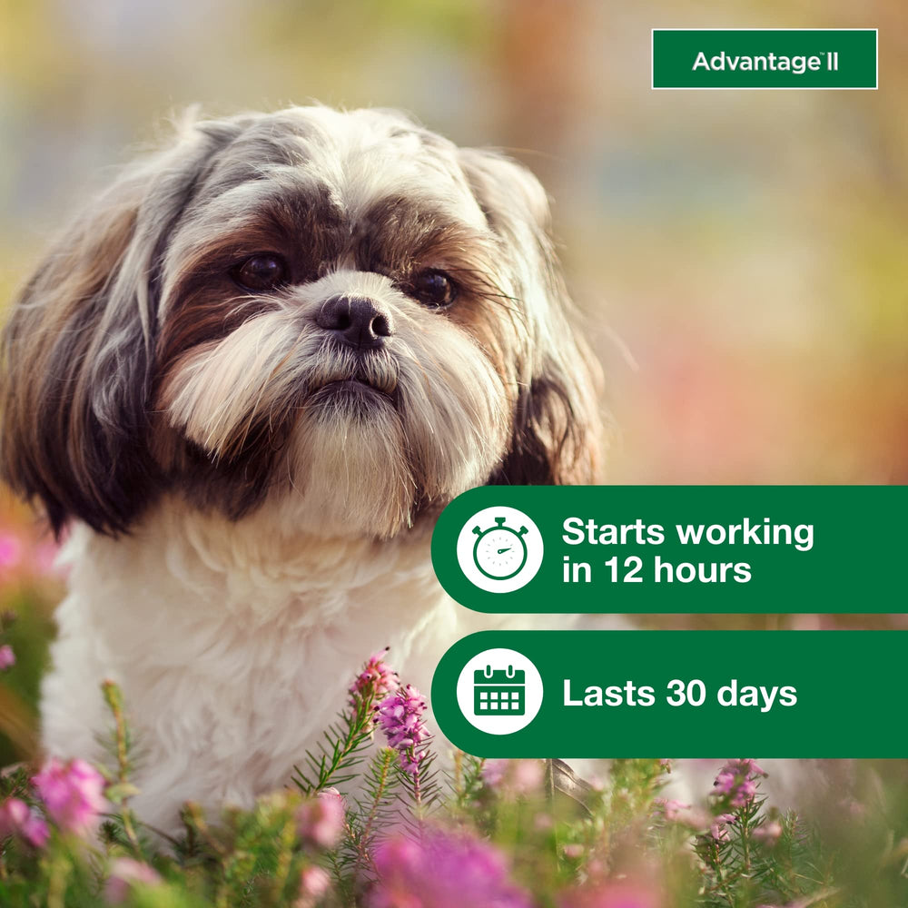 Advantage II actúa en 12 horas y protege 30 días