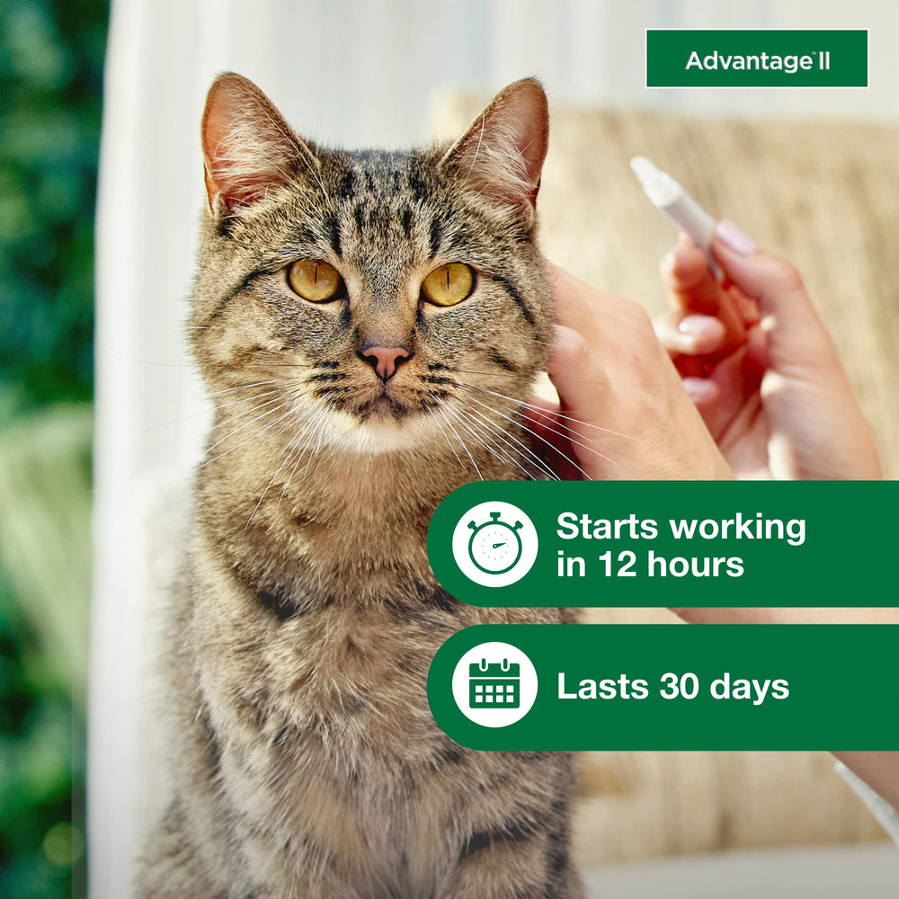 Advantage II Large Cat: a prueba de agua tras 24 horas.