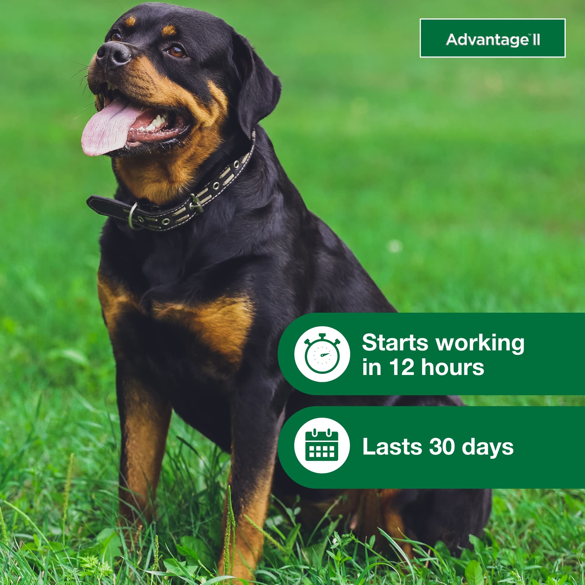 Advantage II XL: sin fragancia, ideal para perros sensibles.