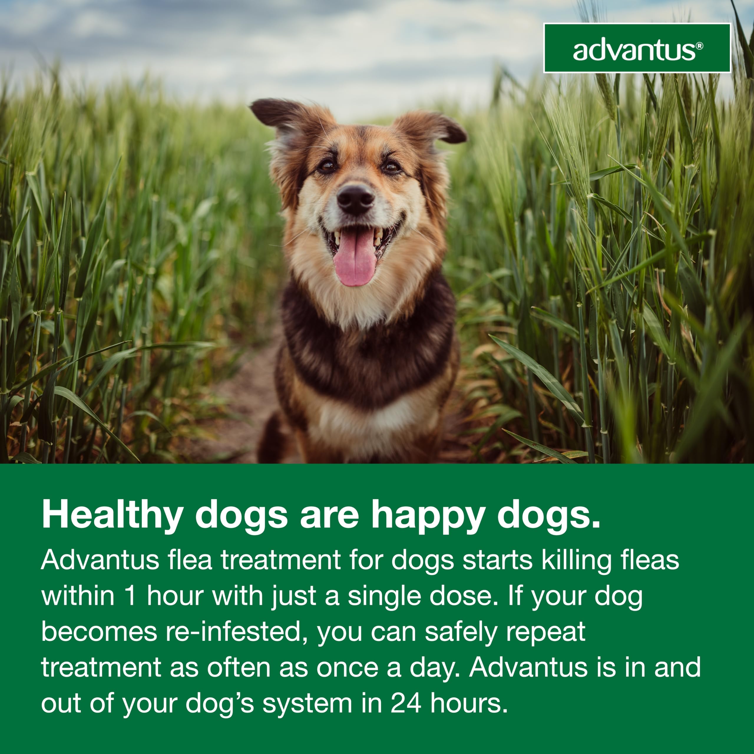Advantus: disponible para perros grandes, 23-110 lb.