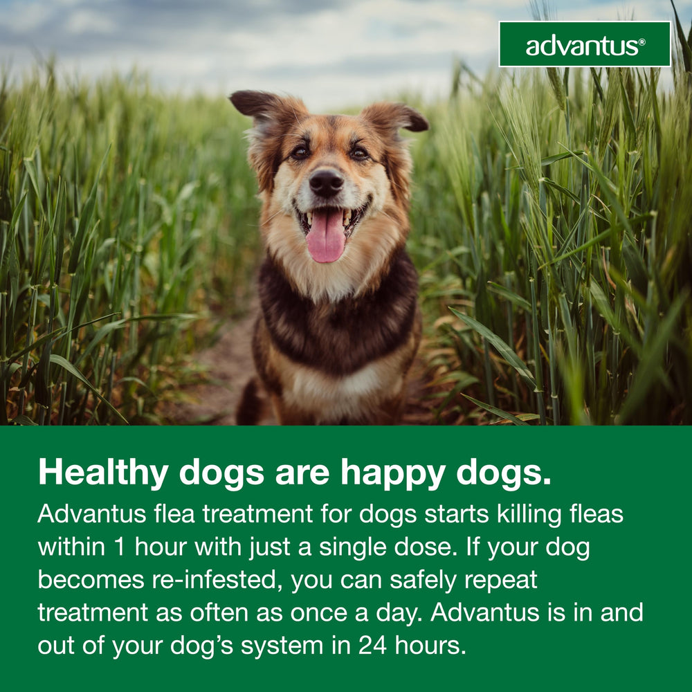 Advantus: disponible para perros grandes, 23-110 lb.