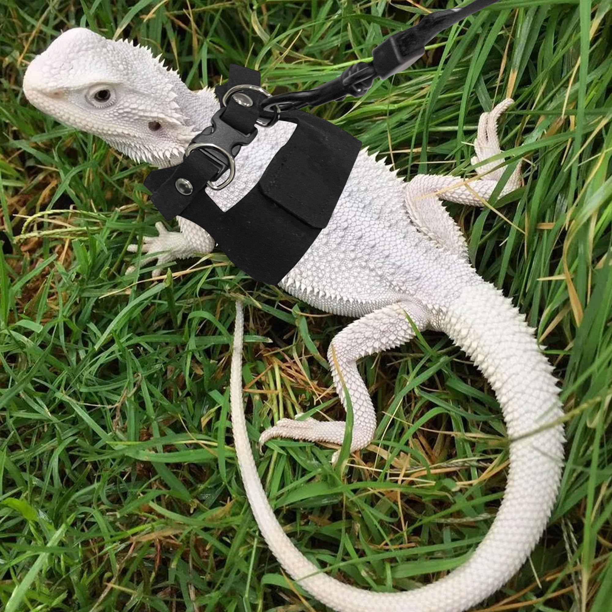 Cierre con hebilla y velcro del arnés aeloer para dragon-barbudo