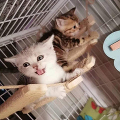 AGRICUE rascador y plataforma para gatos: descanso seguro y juego prolongado.
