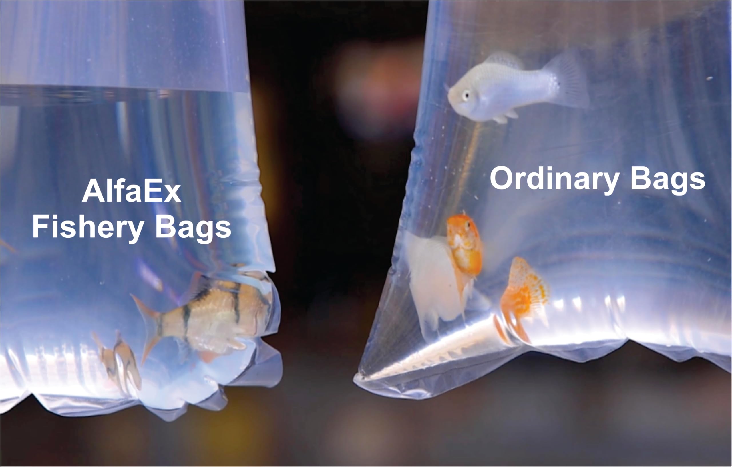 AlfaEx Bolsas transparentes para bettas con visualización clara durante el traslado