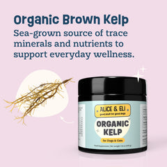 Pelaje saludable y brillo gracias al polvo de alga kelp de Alice & Eli