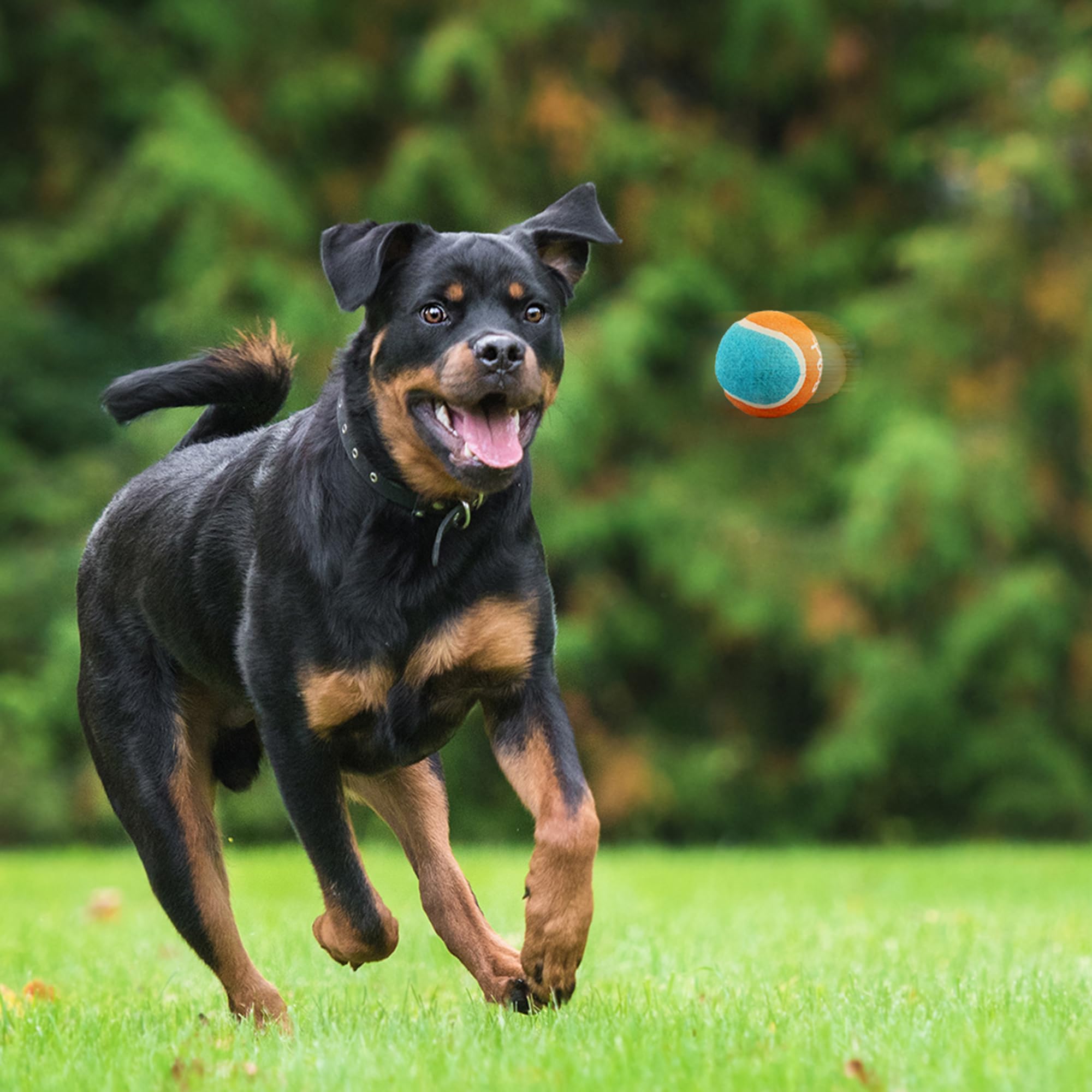 Colores brillantes azul y naranja de All For Paws para mayor visibilidad al aire libre