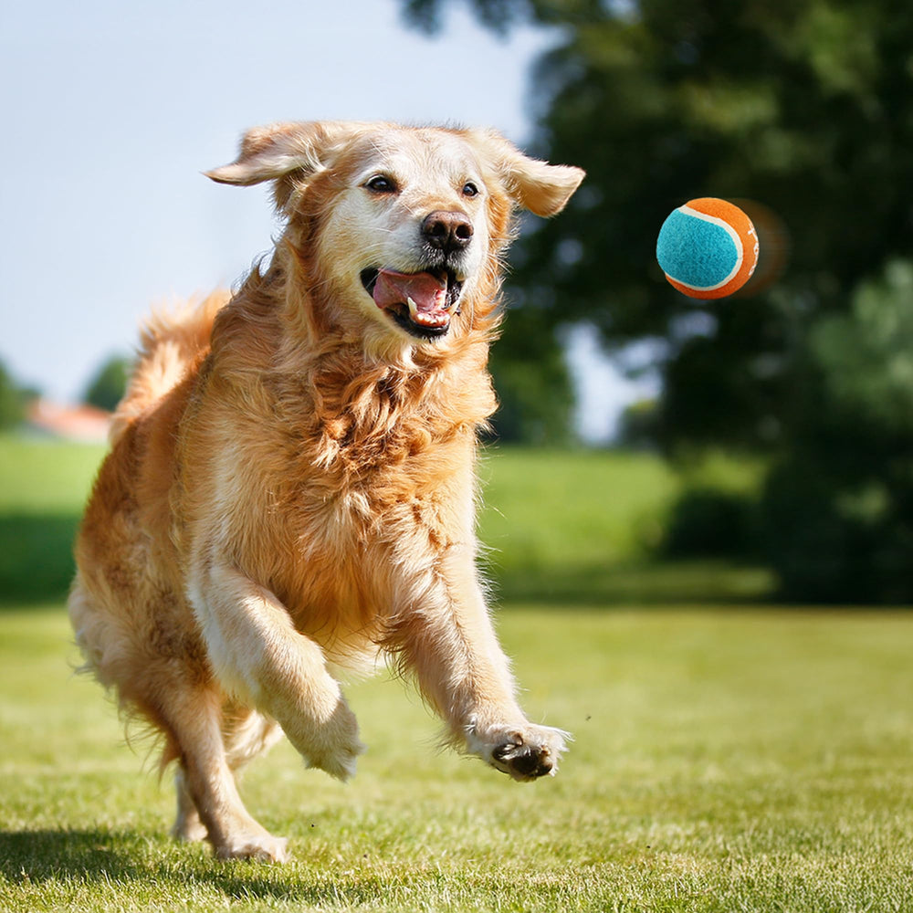 Compatibilidad All For Paws con lanzadores automáticos y manuales para entrenamiento dinámico