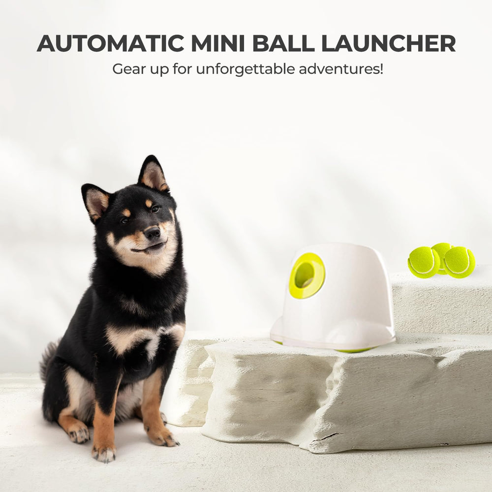 Juego independiente para perros con ALL FOR PAWS.