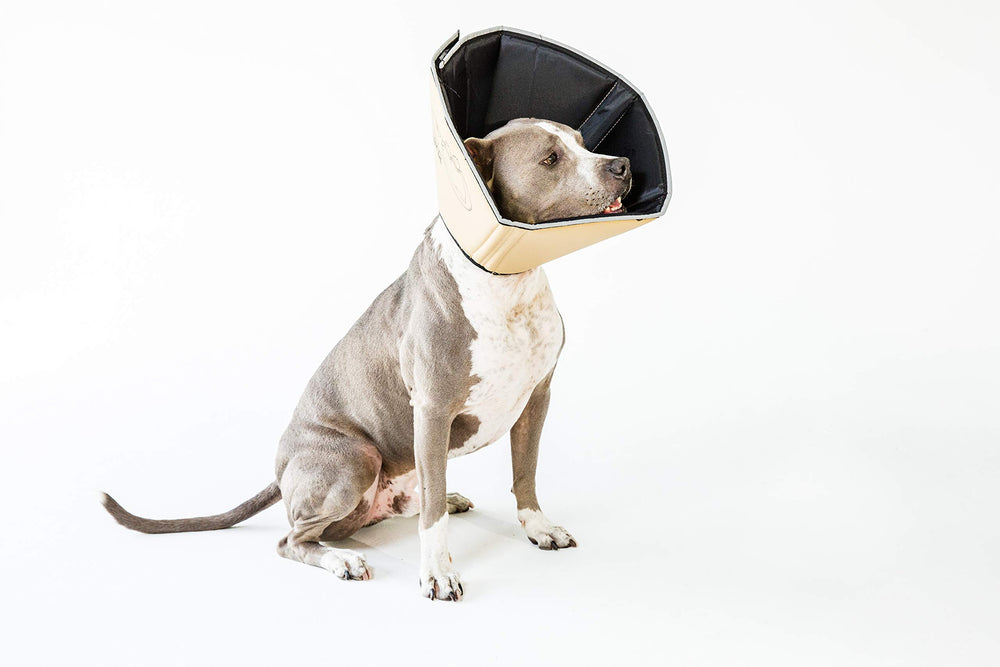 All Four Paws Comfy Cone con anillas para pasar el collar habitual