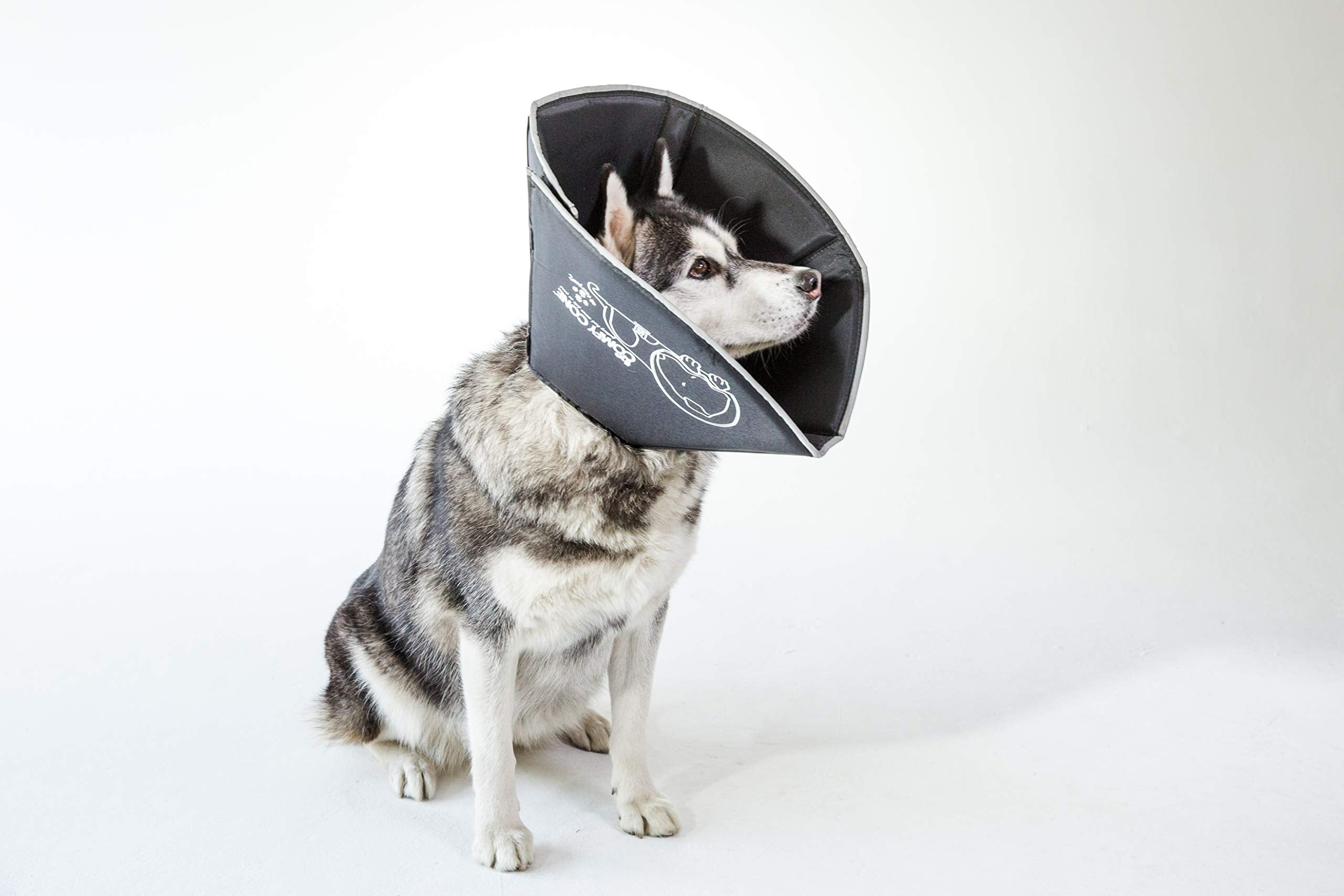 All Four Paws Comfy Cone borde reflectante para seguridad.