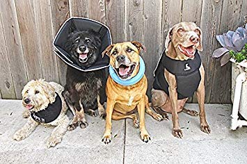 Colocación rápida gracias al cierre de velcro de All Four Paws Comfy Cone