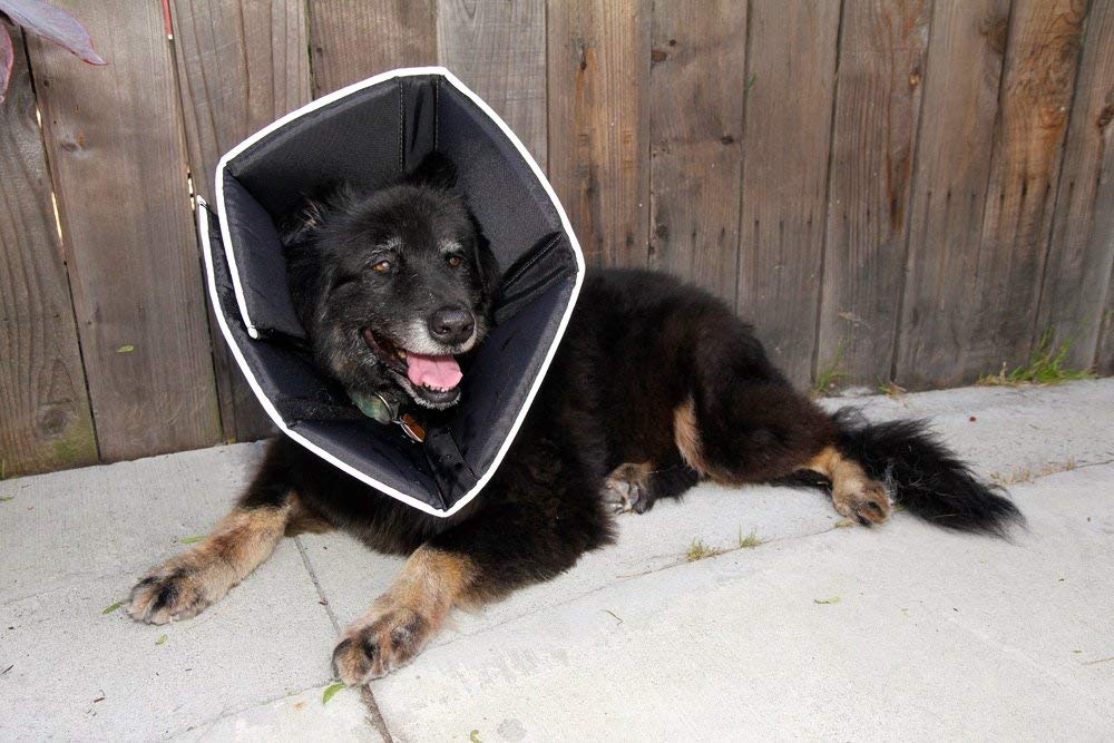 All Four Paws Comfy Cone diseño reversible ofrece versatilidad diaria