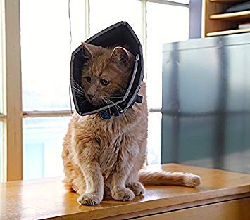 All Four Paws Comfy Cone varillas de soporte removibles permiten ajustar la estructura