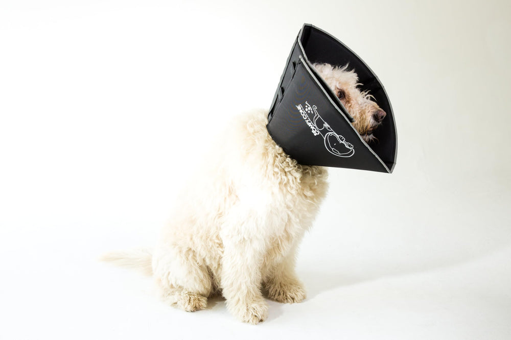 Cono All Four Paws Comfy Cone se puede doblar para comer y beber sin quitarlo.